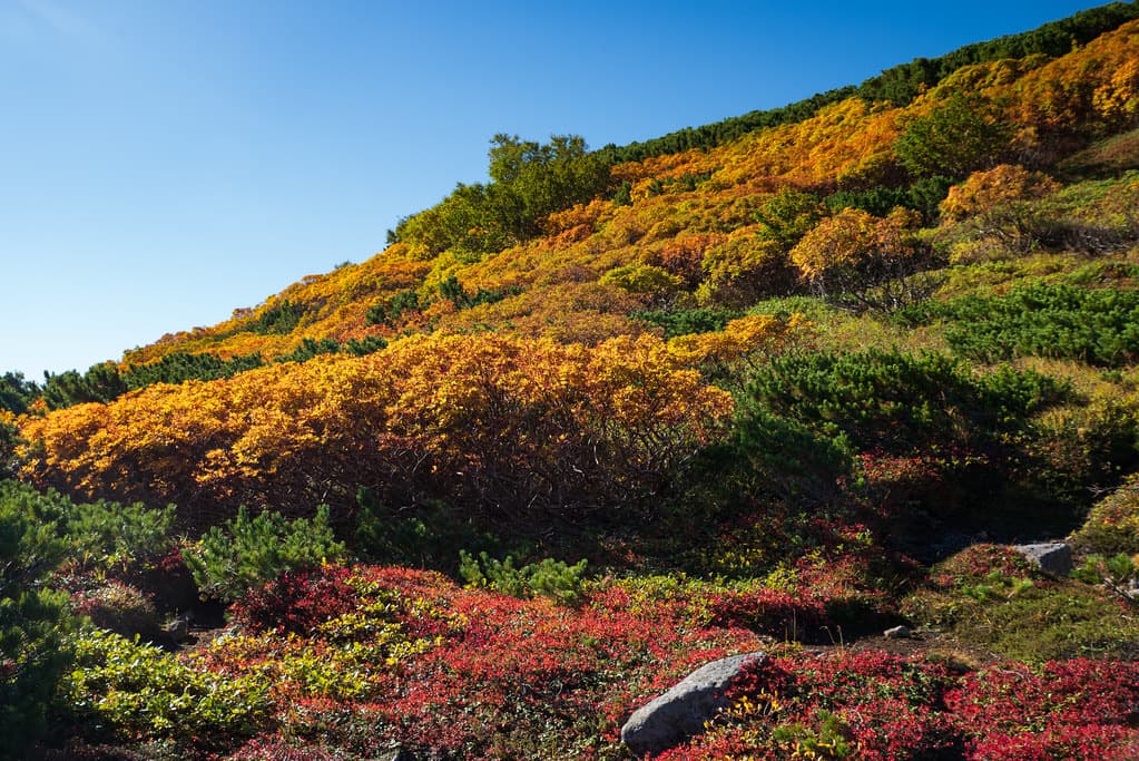 Autumn colour at Ginsendai, Daisetsuzan, Hokkaido.