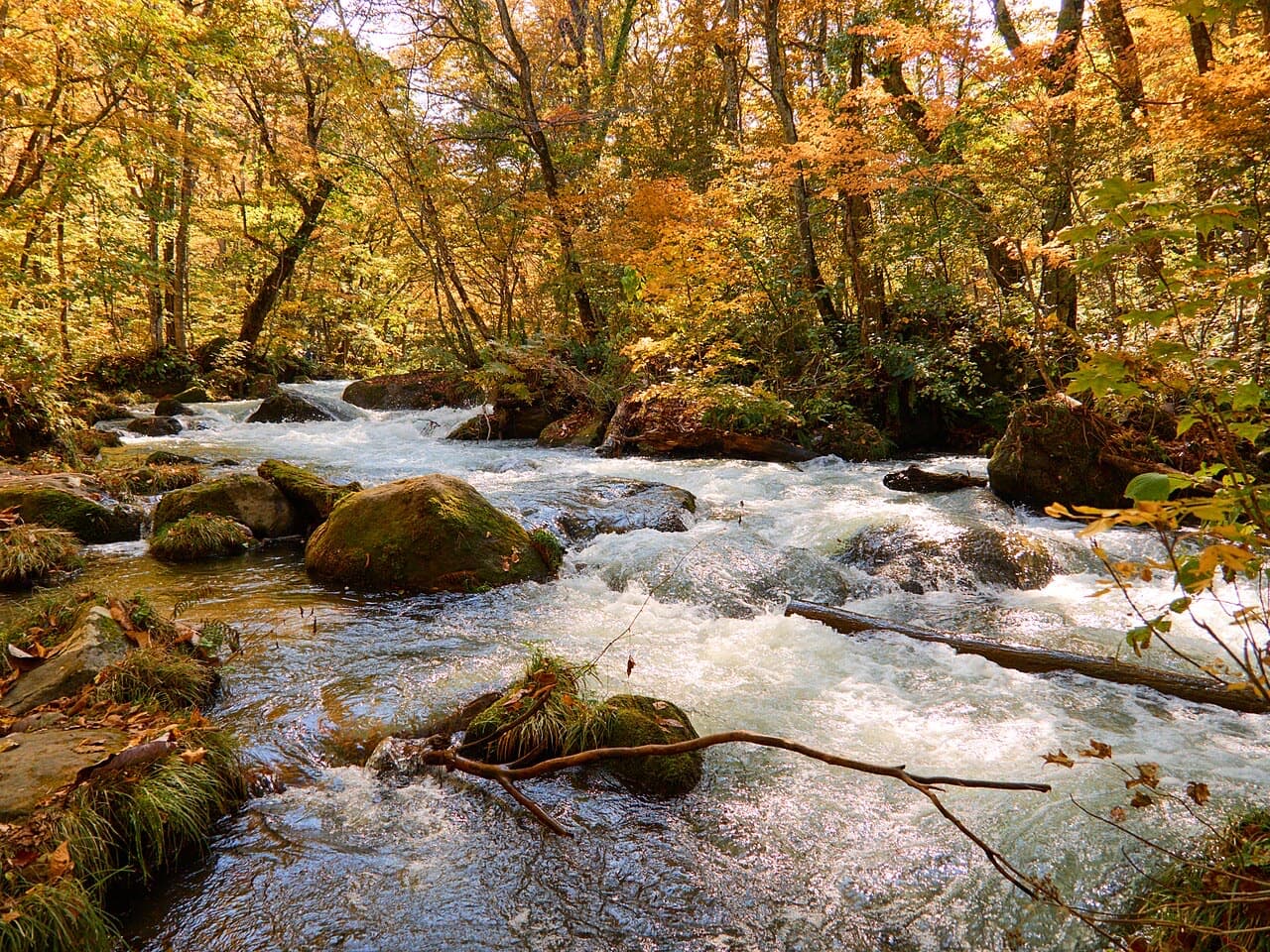 Autumn colour at Oirase Gorge, Aomori.