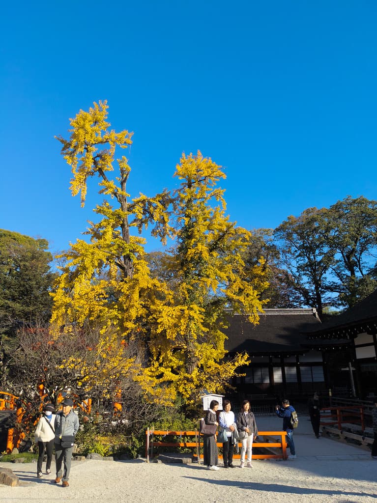 Autumn colour at The ginkgo at Shimogamo Shrine, Kyoto.