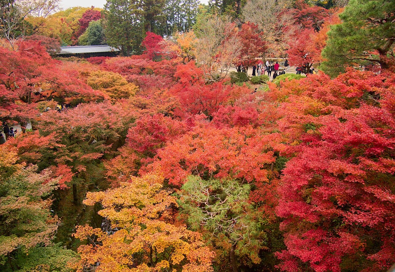 Autumn colour at Tofukuji Temple, Kyoto.